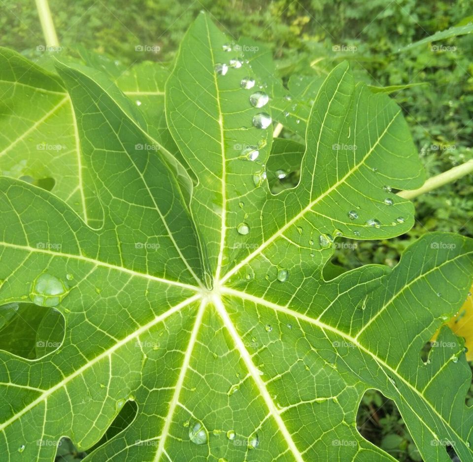 drop, water, papaya leaf