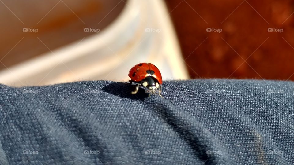 No Person, Wear, Insect, Ladybug, Closeup