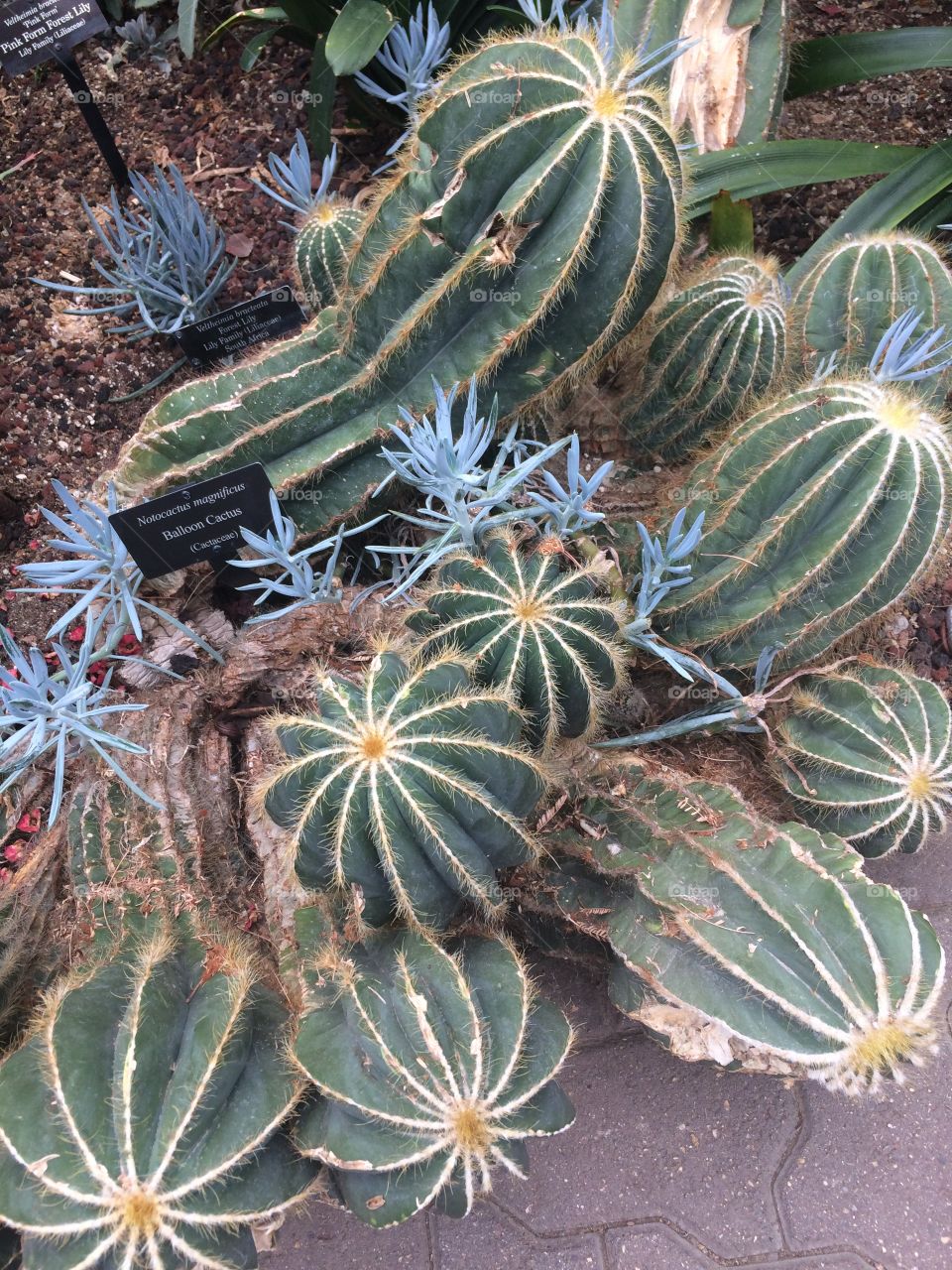 Cactus 