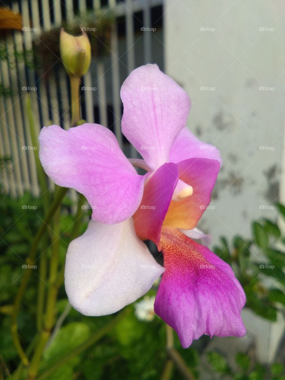 orchid from angle