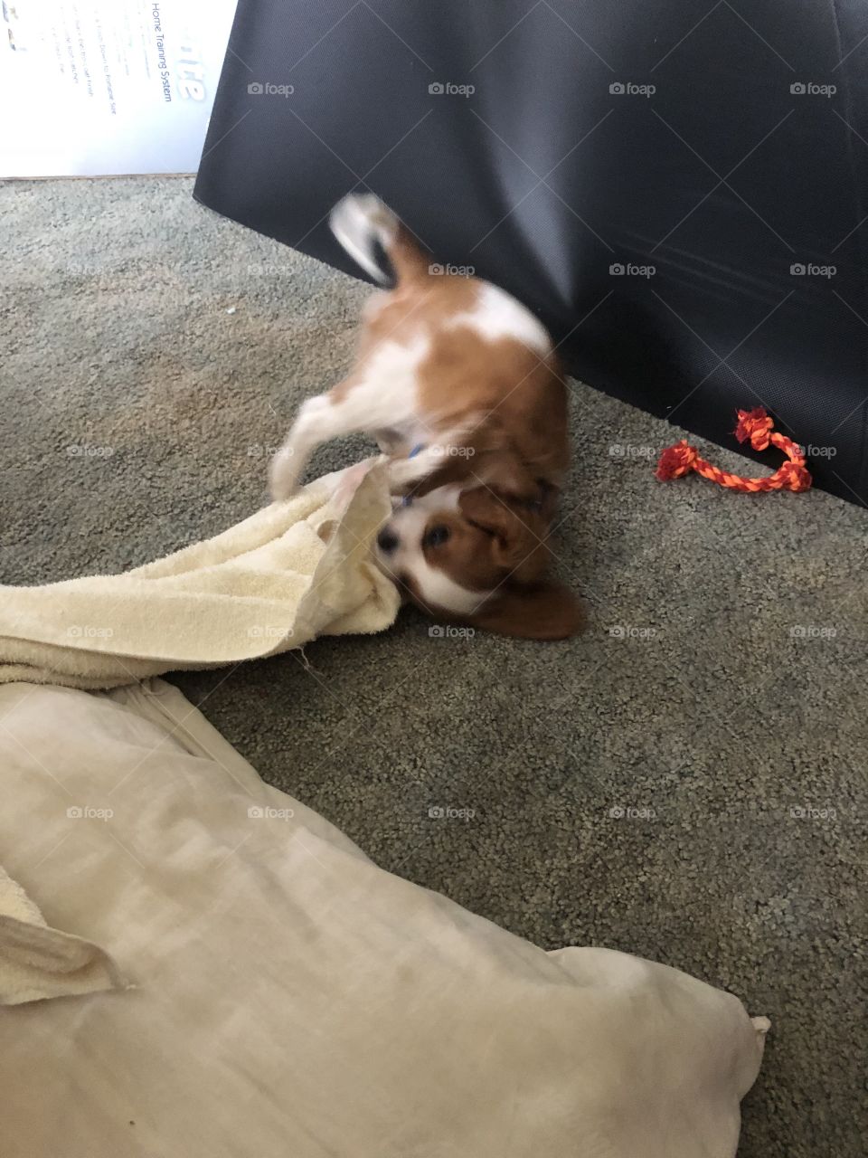 Lucy enjoys playing with the towel 