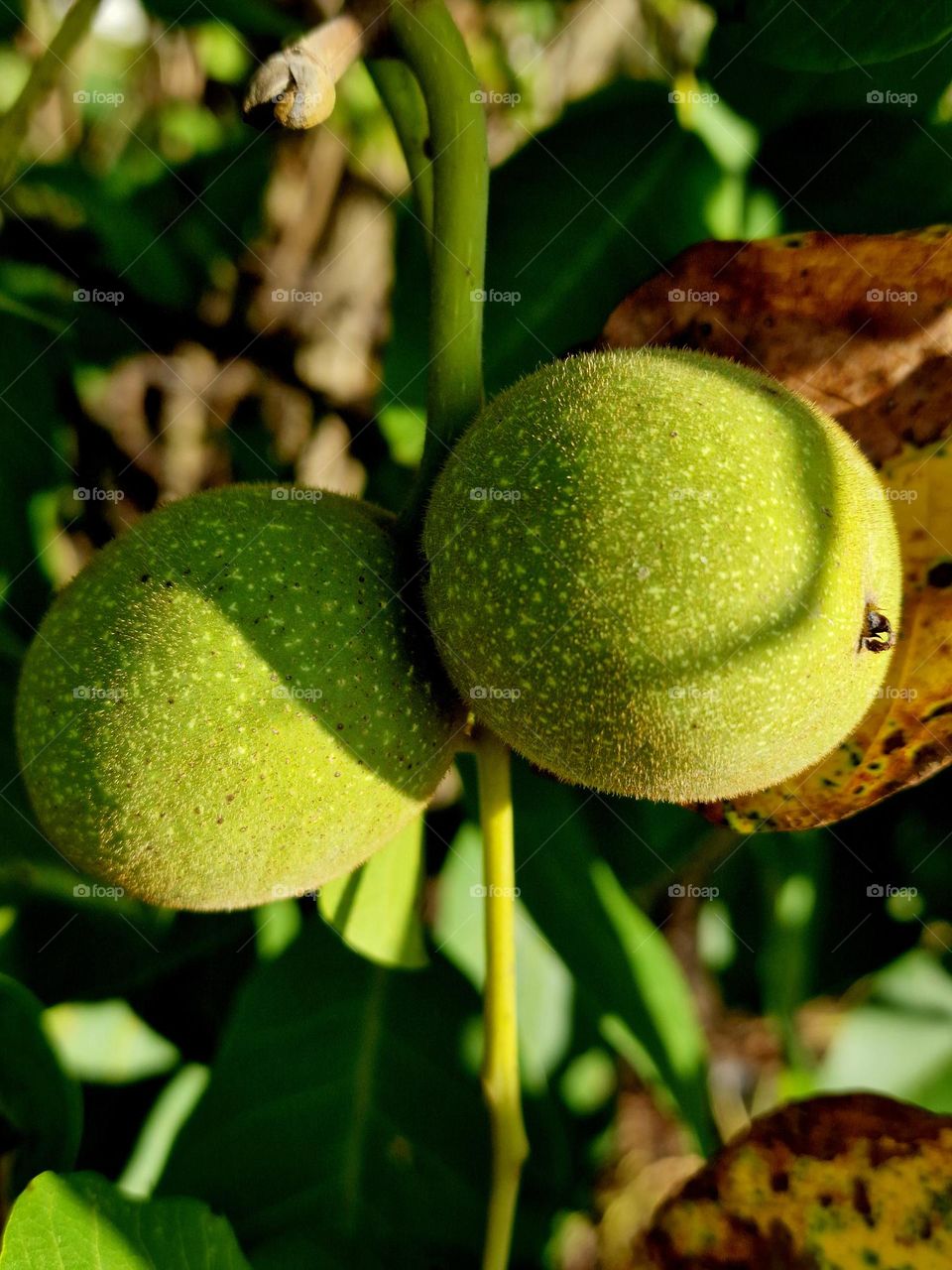 green nuts