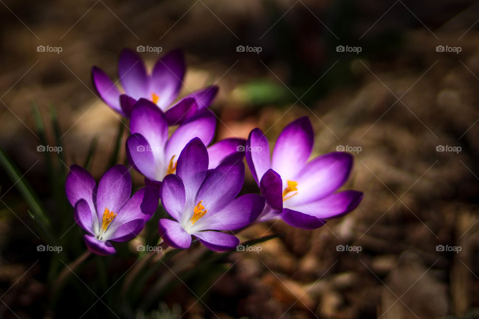 Beautiful purple crocuses