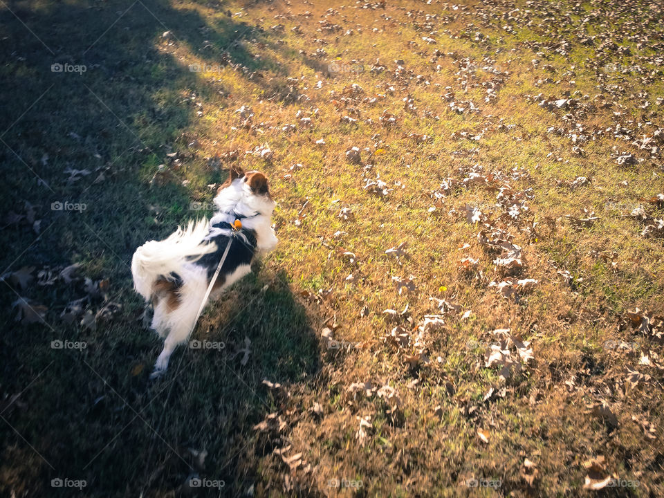 Papillion Running Thru the Leaves