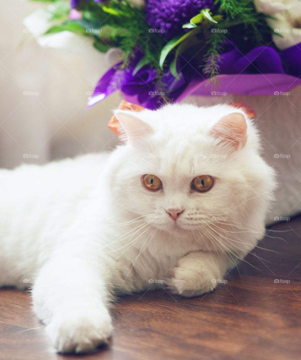 White cat lying on hardwood floor