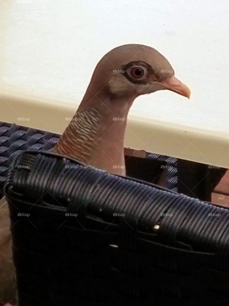 Bald Eye Pigeon