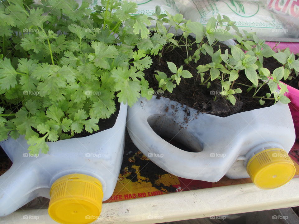 fresh vegatable in home