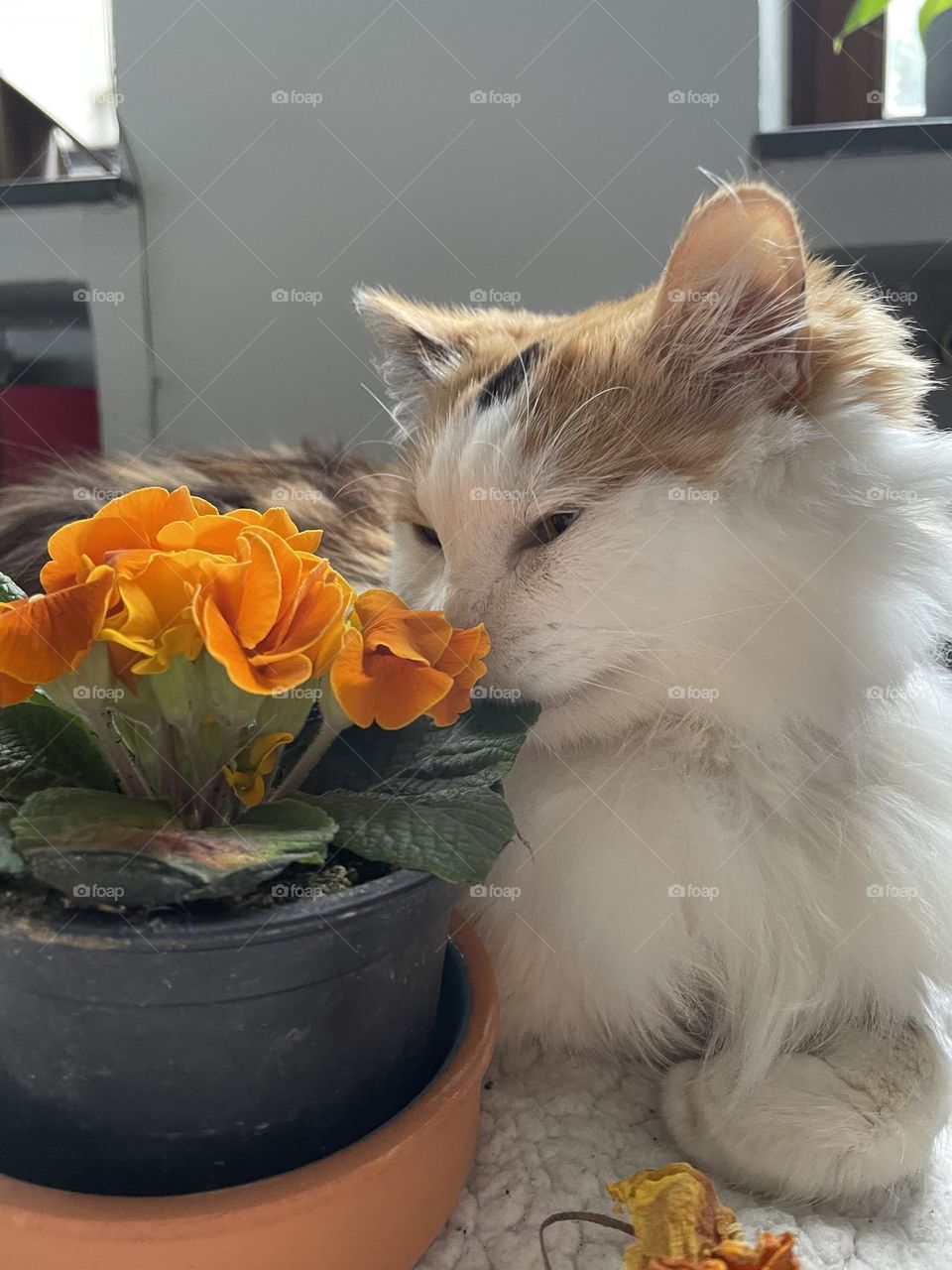 Cat with flower 