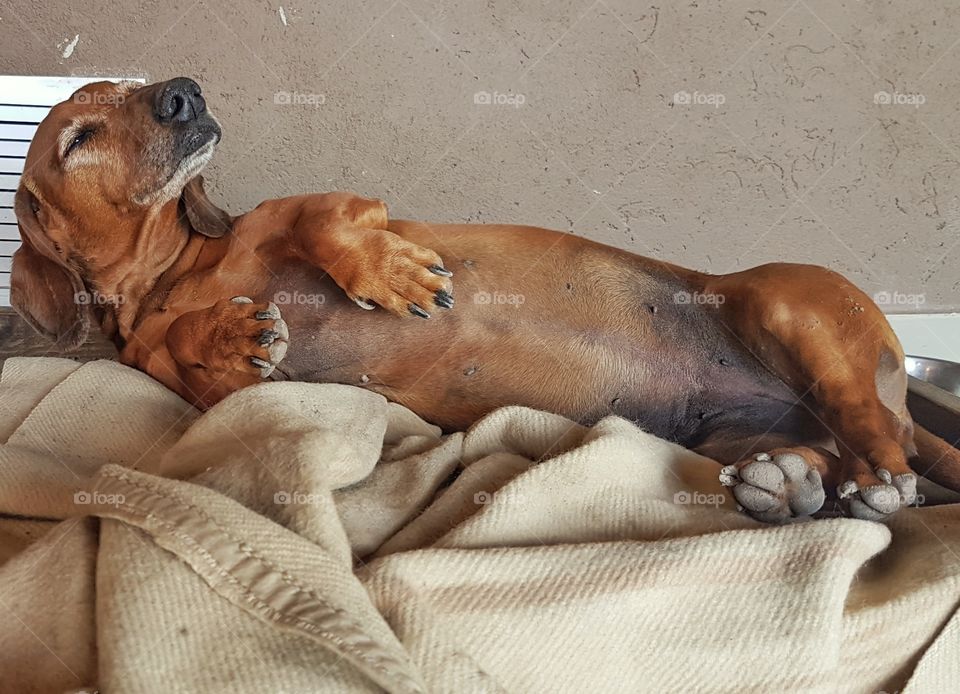 brown daschsund resting