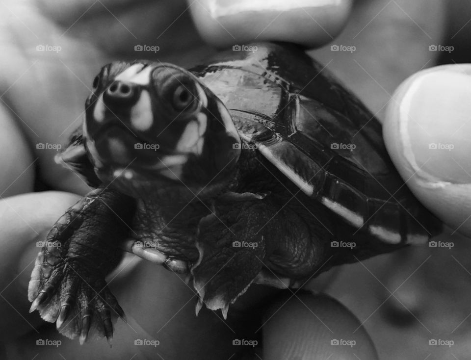 Black and white contrast photo of a Terrapin turtle from the Amazon rainforest in Ecuador. A local community of the forest sells these baby turtles as a conservation practice. The turtle is sold with a birth certificate, where the owner is given the naming choice for the turtle and then a maximum of 2 hours with the turtle, before its release into the wild. This is Fudgy and he was released on the Napo river.