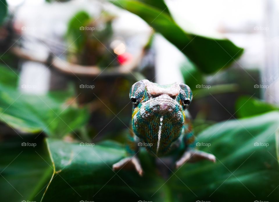 Dude. Chameleon 