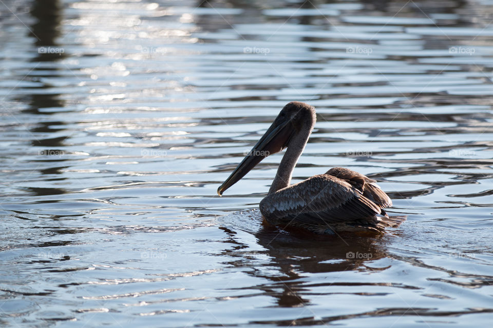 Water, No Person, Lake, Reflection, Bird