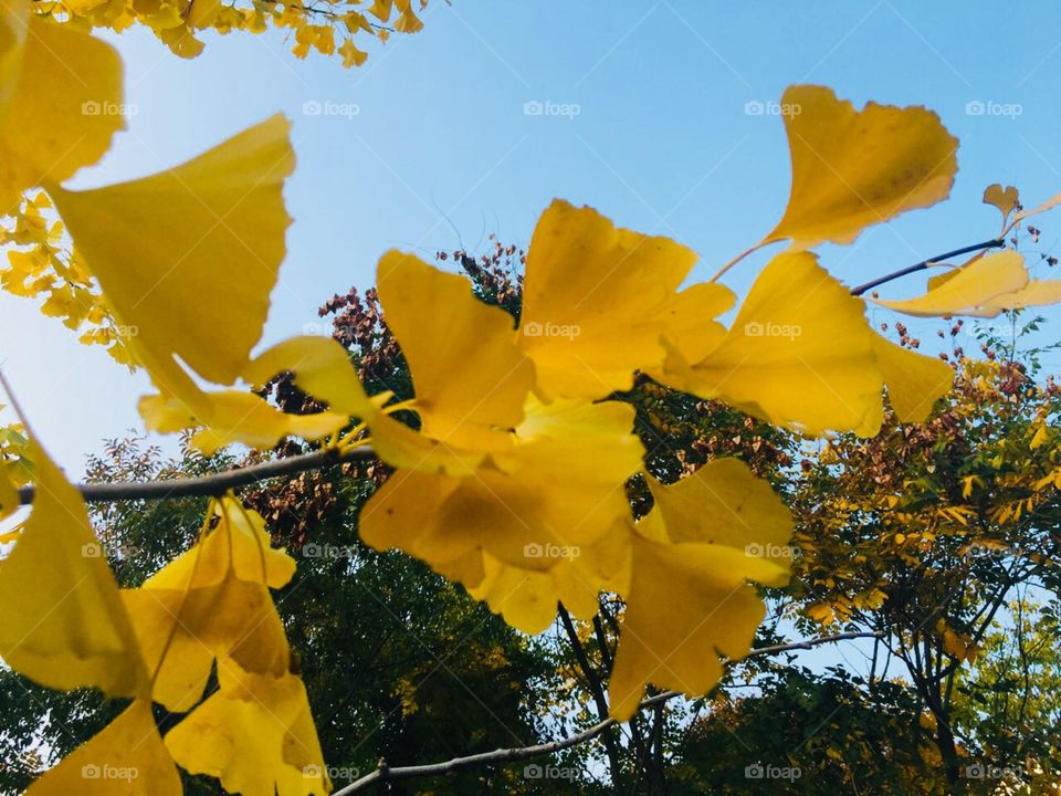 Золото деревьев