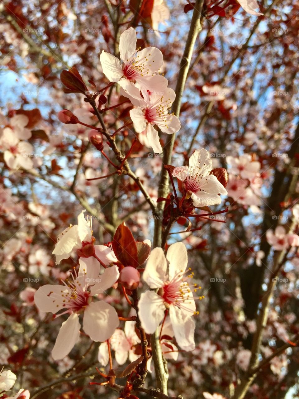 Spring Blooming 