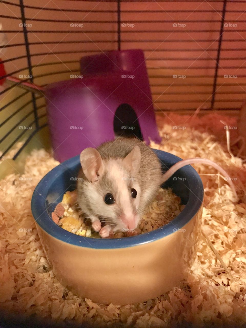 Mouse enjoying supper. 
