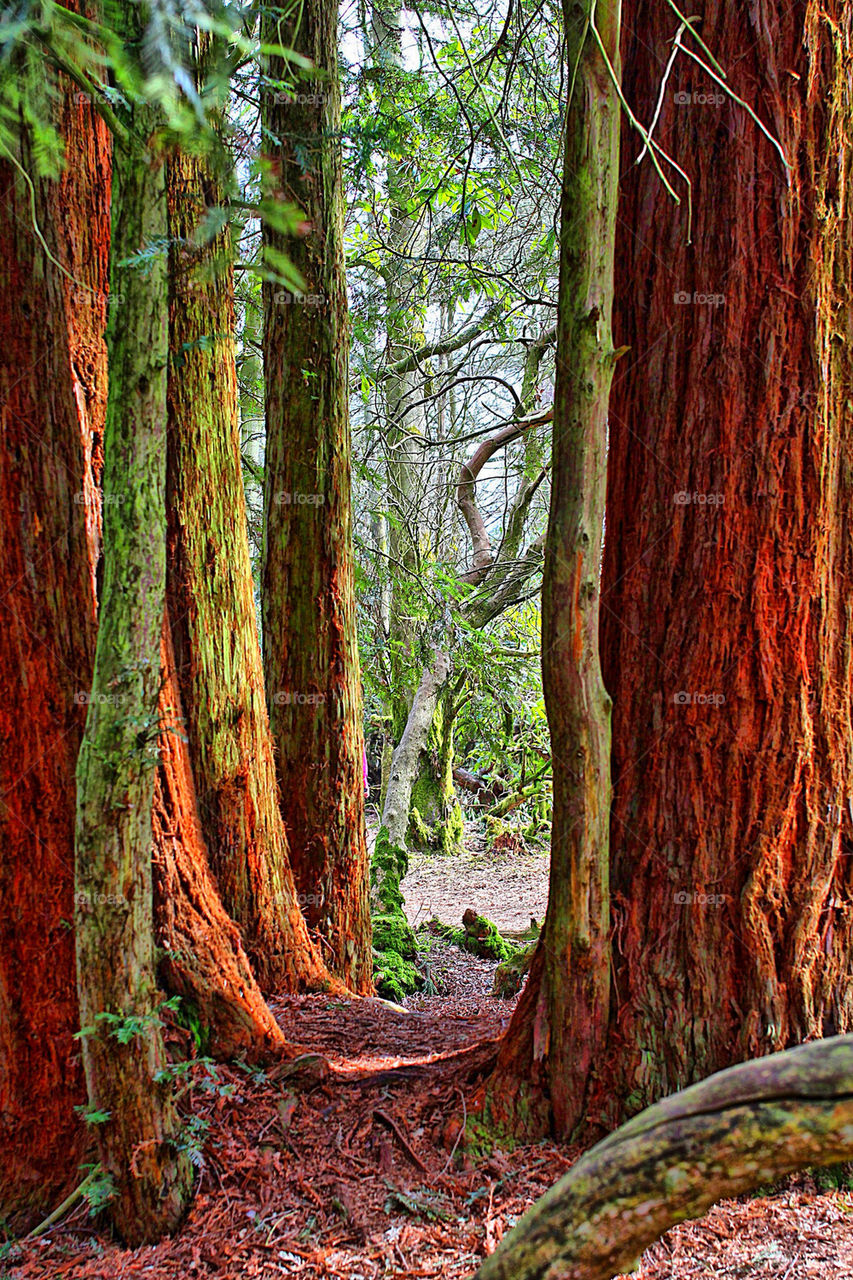 Tree trunks in the forest