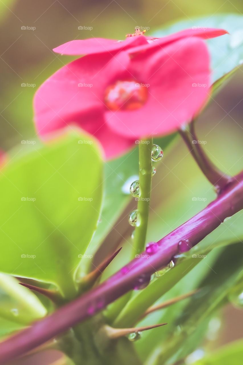 pink flowers with droplets 