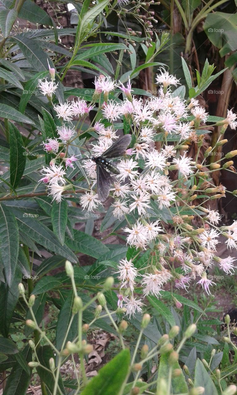 Nature, Flora, Flower, Leaf, Garden