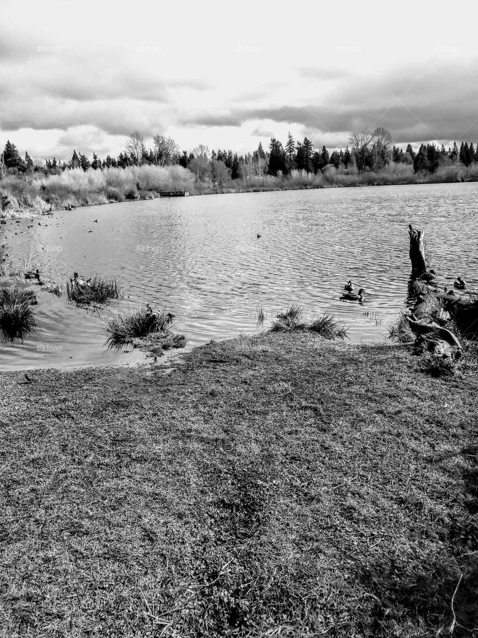 small lake with foliage and mallard ducks
