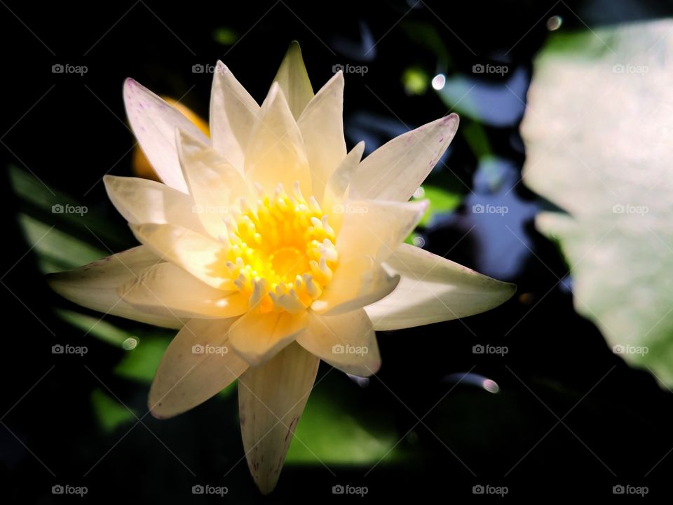 peaceful lotus