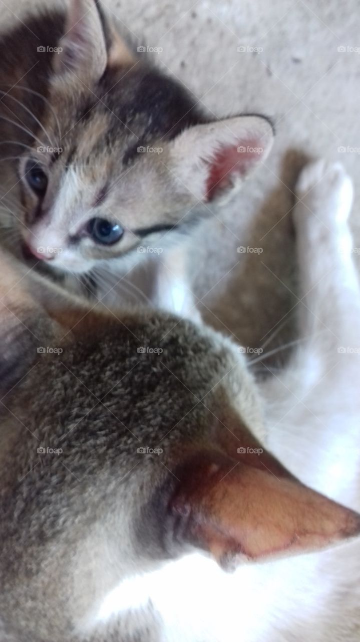 cute babay cat with its maam cat