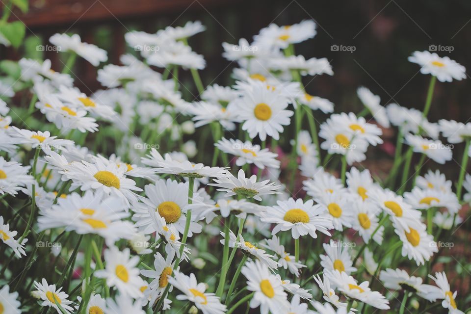 Daily daisies