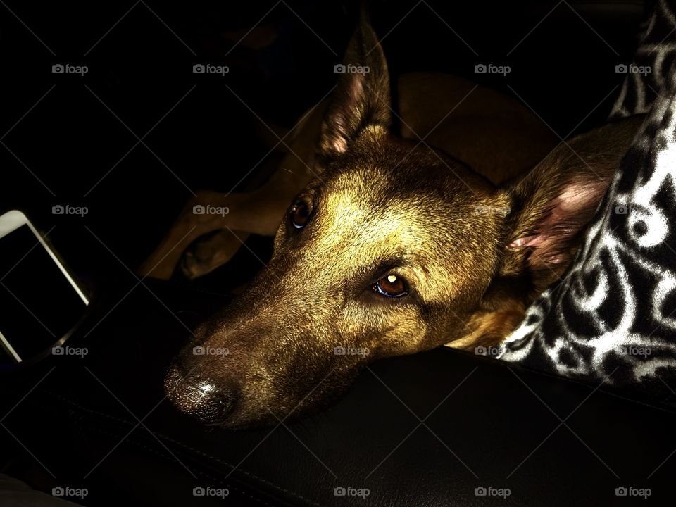 Bella the Belgian, a Malinois to steal your heart.