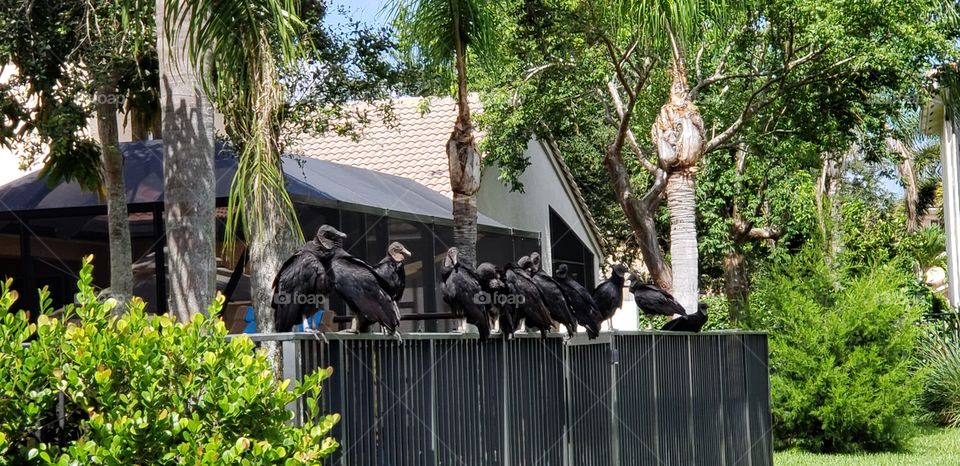 vultures