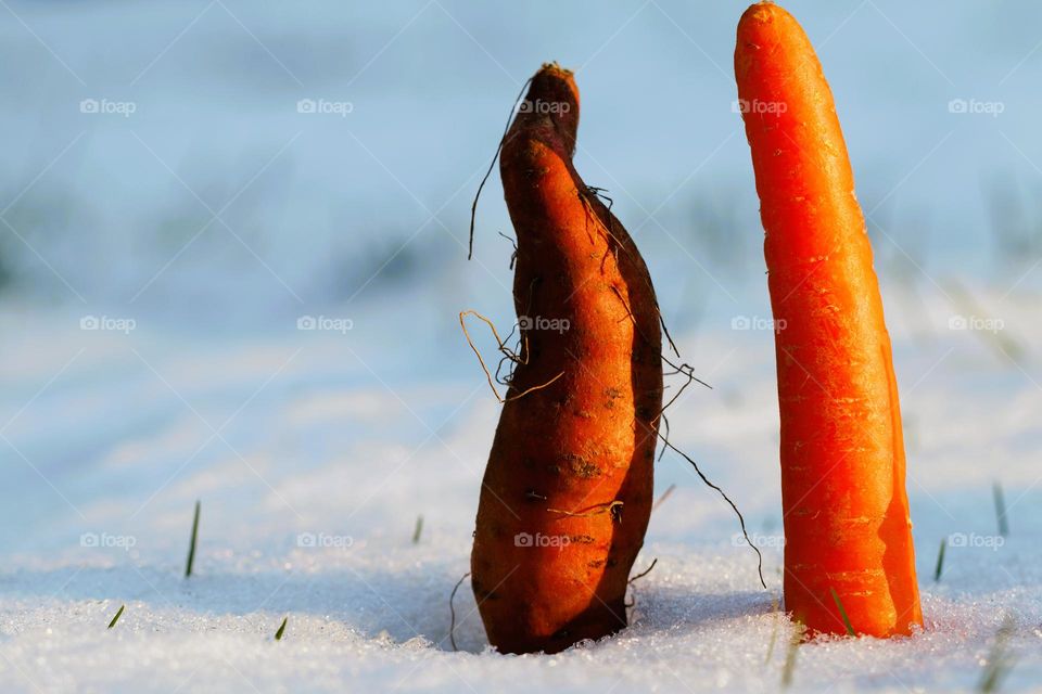 Süsskartoffel und Karotte im Schnee