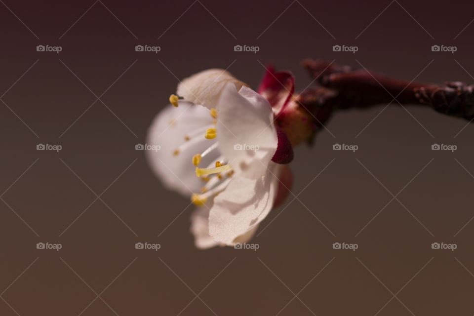 macro shot of cherry blooming.  soft focus.  concept of spring time