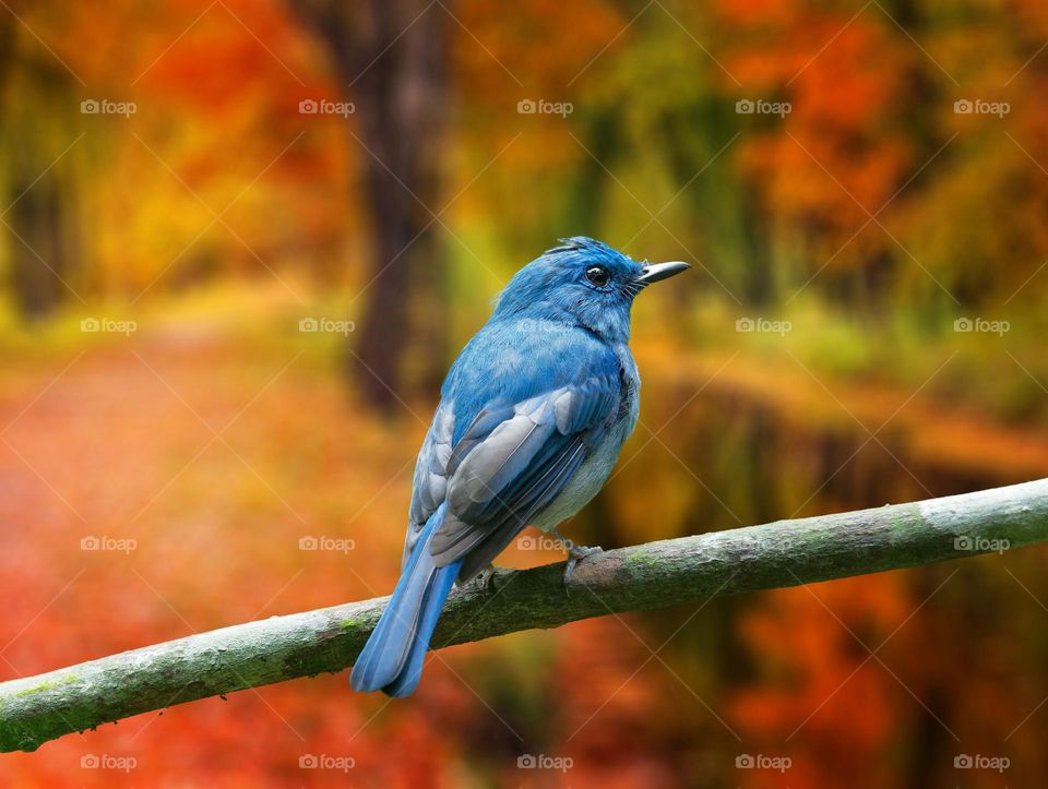 Beautiful and cute bird