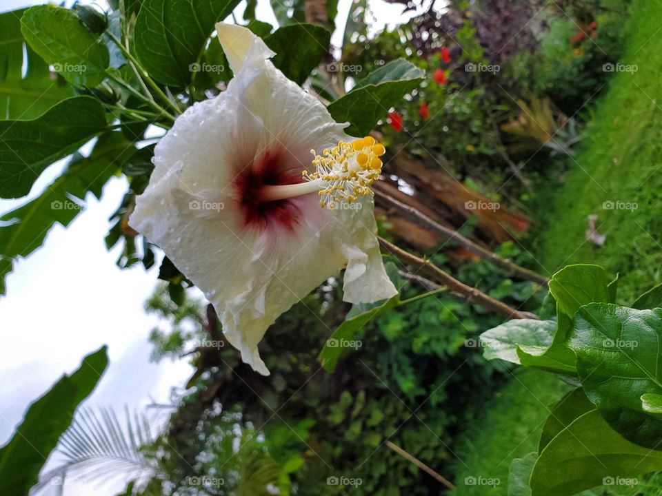 exotic hibiscus