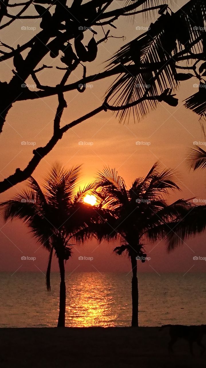 coucher de soleil palmier