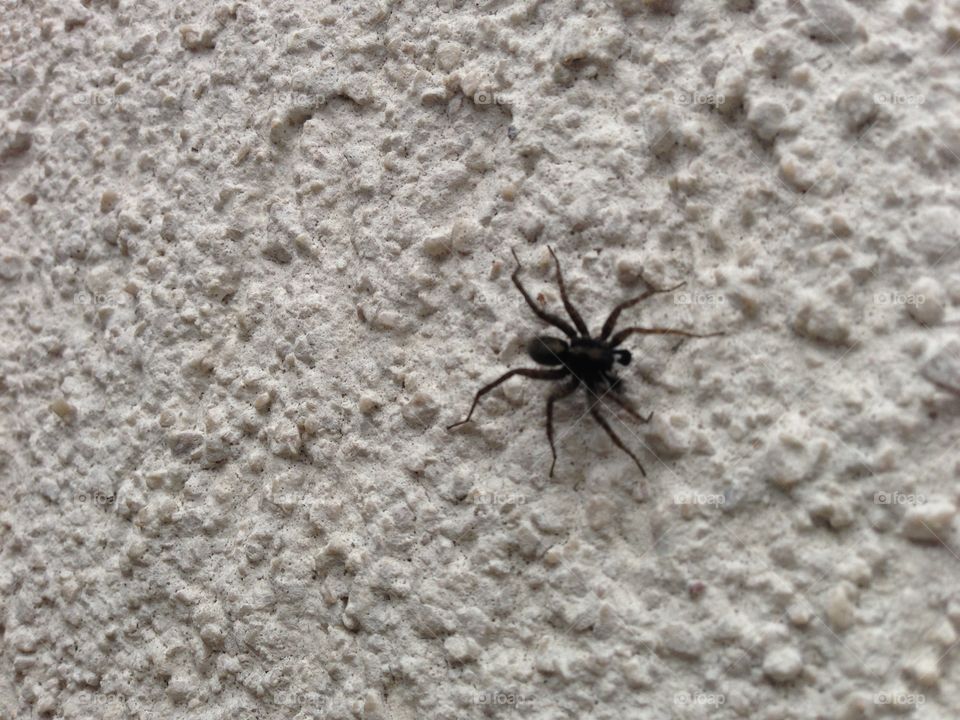 Spider. Black Spider 