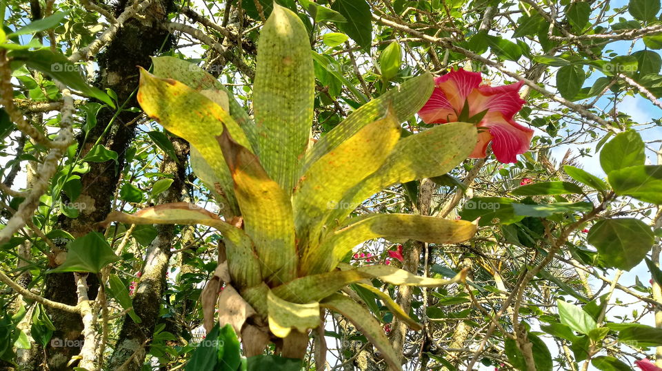 BROMELS, AĞAÇLAR, PEYZAJ, YAPRAK VE BİTKİLER.