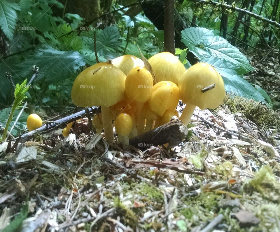 wild mushrooms Oregon