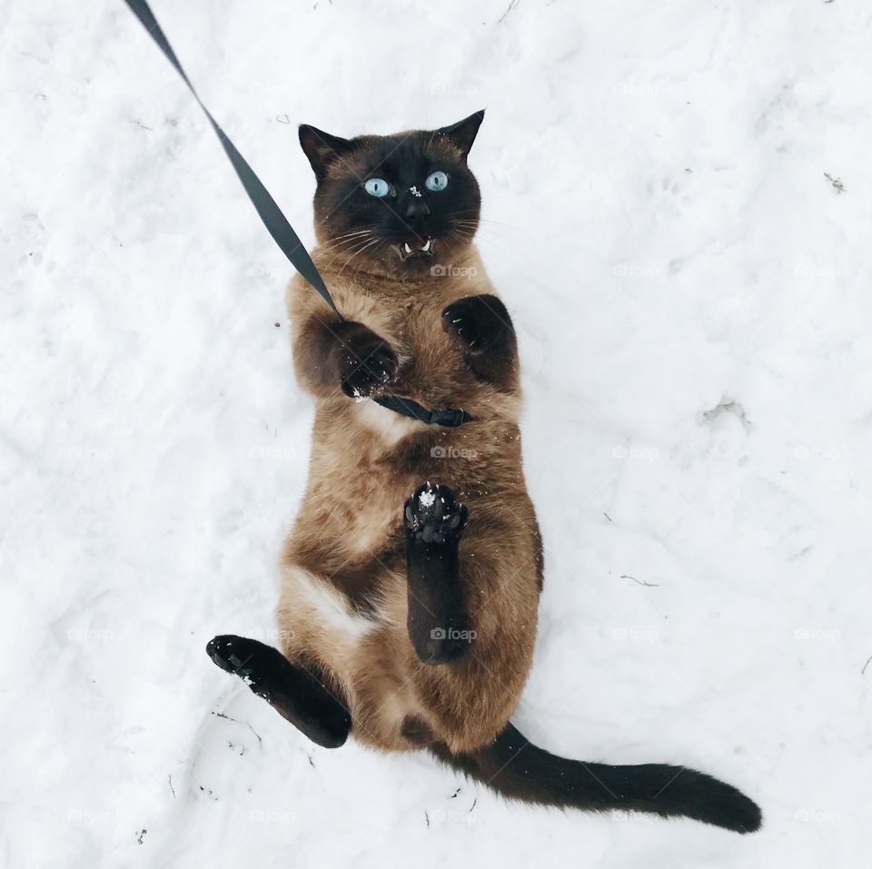 Siamese cat on a snow 