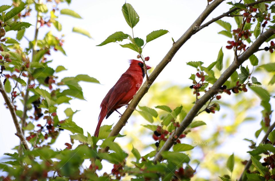 Red Cardinal