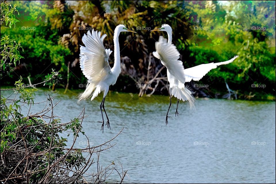 Aerial mating dance of Great White Egrets.