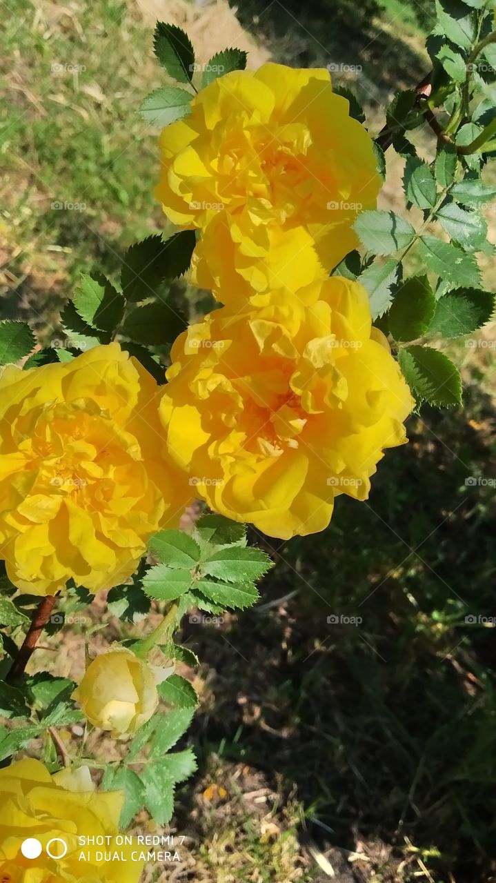 yellow roses