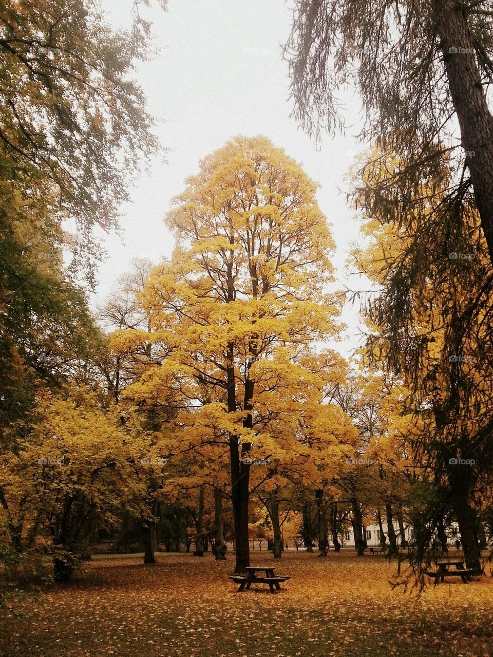 trees in the autumn, Uppsala, Sweden