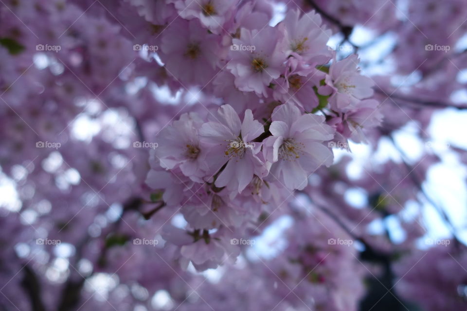 Pink flowers. Pink