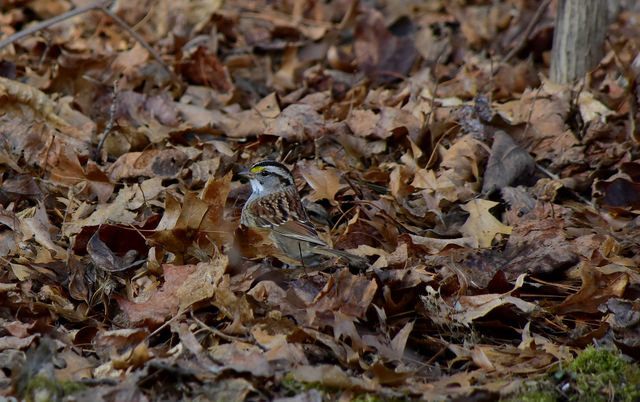 Wren perching on dry leaves