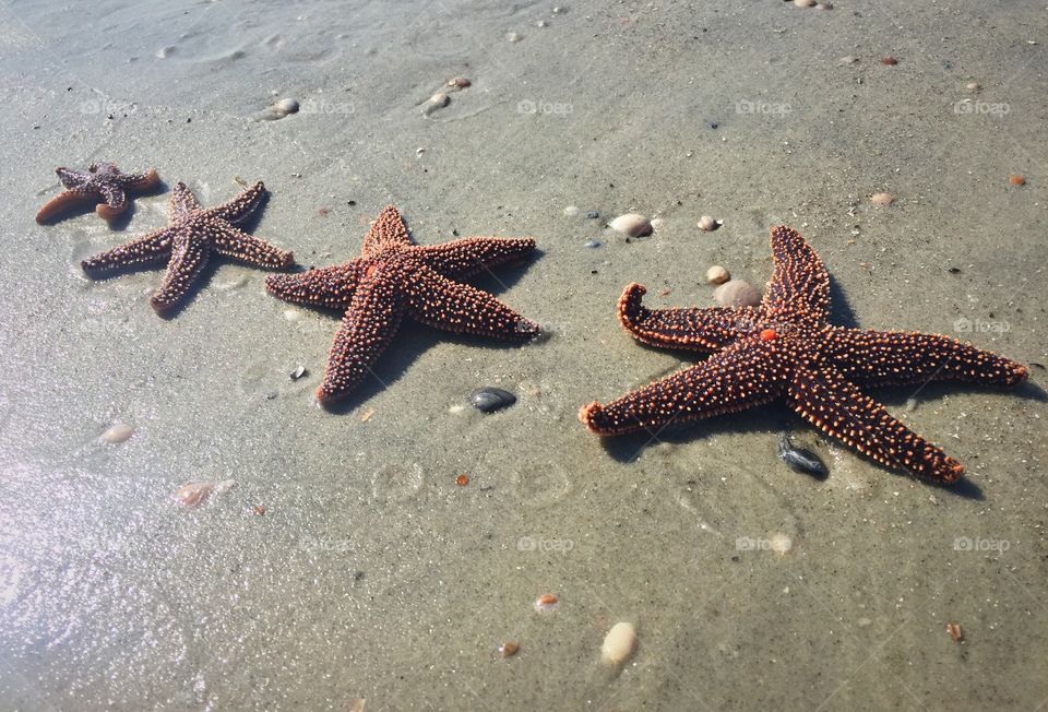 Four Starfish