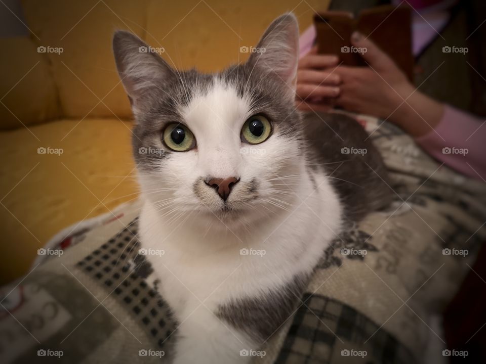 relaxing time for the kitten Tommy and his human mom