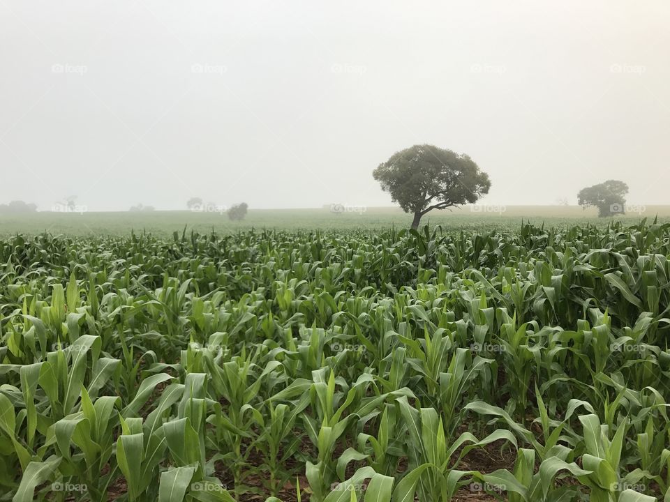 My farm - corn and fog