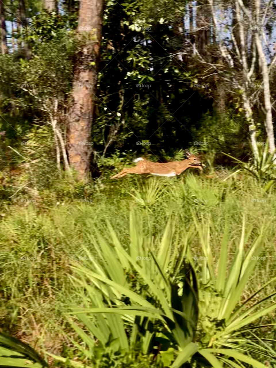 Fawn running through woods taking flight 