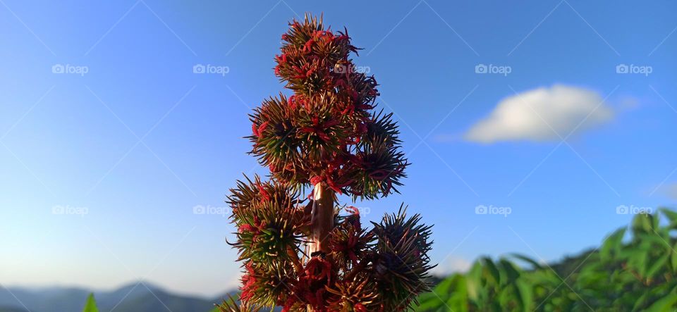 A beautiful autumnal flower in Mizo green hill