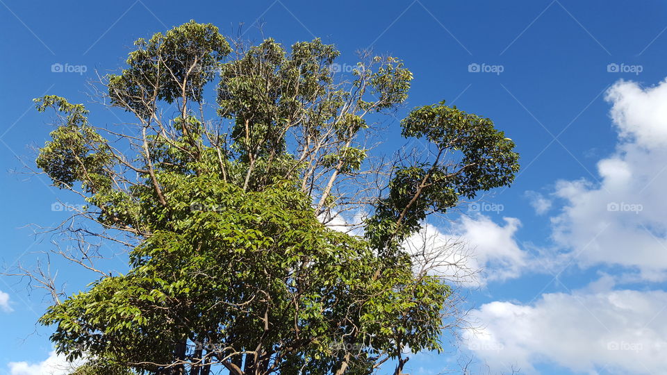 Tree among the clouds