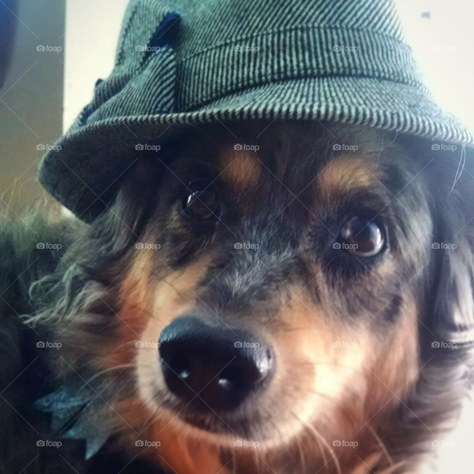 Fedorable. This is Kiah sporting one of my fedoras.  :-)